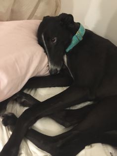 a black dog laying on top of a bed next to pillows and pillowcases