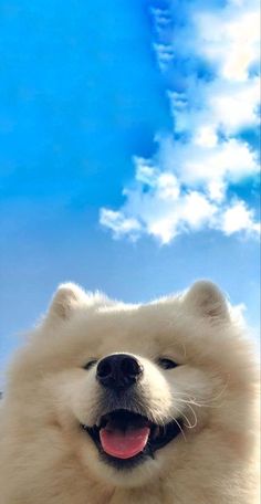 a white dog with its tongue hanging out looking up at the blue sky and clouds