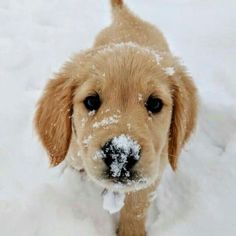 a brown puppy is standing in the snow