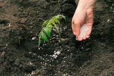 a person is digging in the ground with dirt and small white flowers on it,