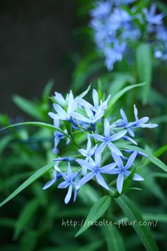 the blue flowers are blooming in the garden