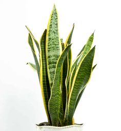 a green and yellow plant in a white pot