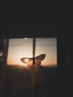 a butterfly is sitting on the window sill in front of the sun setting behind it