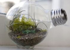 a light bulb filled with plants and dirt