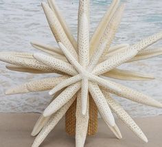 a large white starfish on the beach next to the ocean