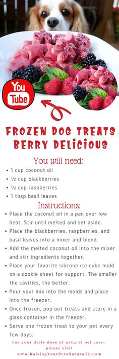 a dog sitting in front of a white plate with berries on it and the words frozen dog treats berry delicious