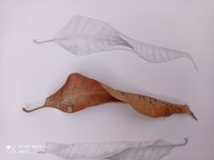 two leaf shaped objects on a white surface