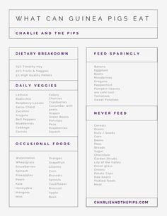 what can guinea pigs eat? chart with text overlaying the food and drink list