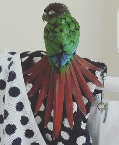 a green and red parrot sitting on top of a towel