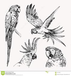 four different kinds of parrots in flight with their beaks open and wings closed