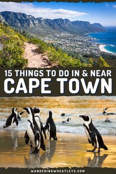 penguins walking on the beach with text overlay that reads 15 things to do in and near cape town