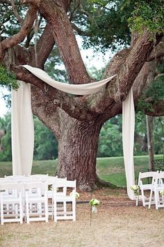 an outdoor ceremony with white chairs under a large tree and draped draping on the branches