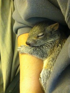 a close up of a person's arm with a small animal on his arm