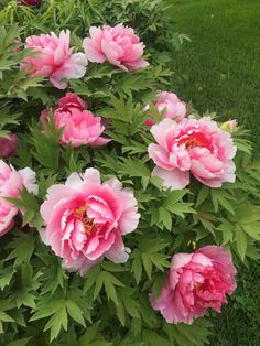 pink flowers are blooming in the garden