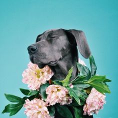 a black dog with its head on top of some orange and white flowers in front of a pink background