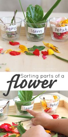 sorting parts of a flower in small bowls