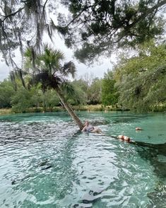 people are swimming in the water next to a palm tree