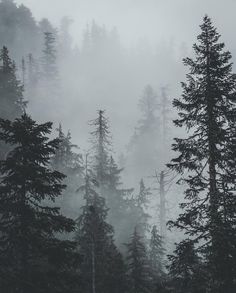 trees in the fog on a mountain with lots of tall pine trees growing out of them