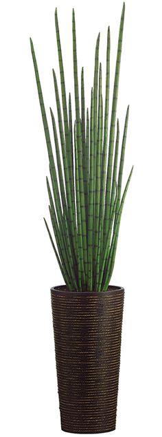 a potted plant with long green leaves in it's center, on a white background