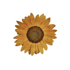 a yellow sunflower on a white background