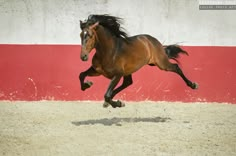 a brown horse is galloping in an enclosed area with red and white wall behind it