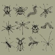 some bugs and insects are shown in this drawing