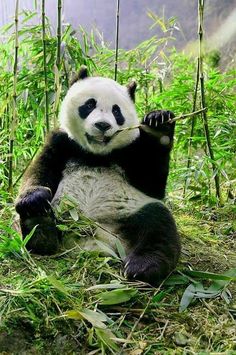 a panda bear sitting in the grass eating bamboo