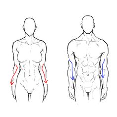 an image of a man's back and side view with the muscles marked out