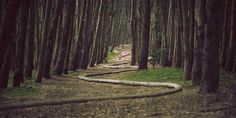 a winding path in the middle of a forest