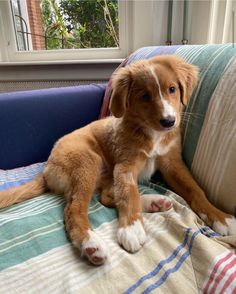 a brown and white puppy sitting on top of a couch next to a window in a living room