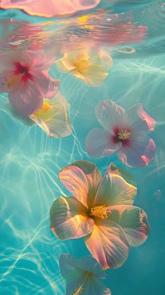 some pink flowers floating in the water