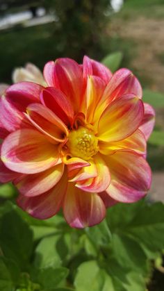 a pink and yellow flower with green leaves