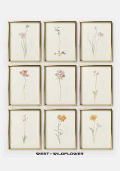 six framed pictures with flowers in them on a wall above the words west - wildflower