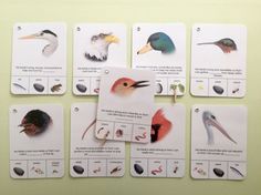 four cards with different types of birds on them, all showing their name and pictures