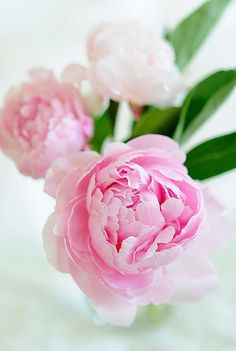 three pink peonies are in a glass vase