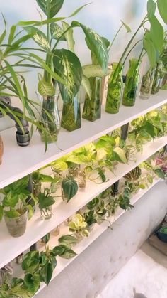 there are many plants that are on the shelves