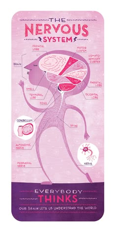 the nervous system is labeled in pink on a light pink background with words below it