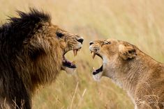 two lions with their mouths open standing in tall grass, one is growling at the other