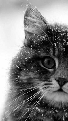 a black and white photo of a cat with snow all over it's fur