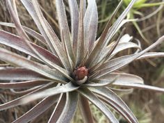 an image of a plant that is growing in the grass