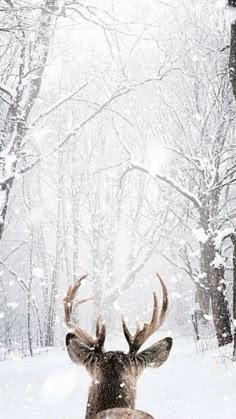 a deer with antlers standing in the snow