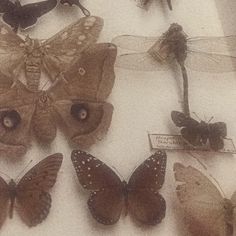 several butterflies are displayed on a white surface