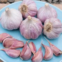 several bulbs of garlic on a blue plate