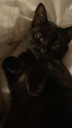 a black cat laying on top of a bed