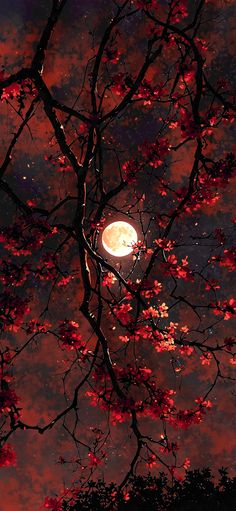 a full moon is seen through the branches of a tree with red leaves on it