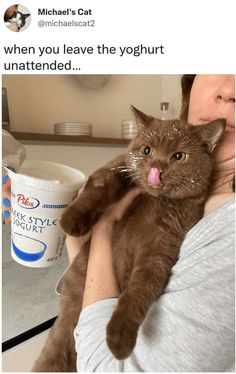 a woman holding a cat in her arms with the caption, when you leave the yogurt unattended