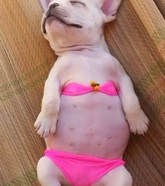 We are all ready for bathing suit weather. . Bulldog Francese, Love My Dog, Charles Spaniel, Sweet Animals, Cavalier King Charles Spaniel, Cavalier King Charles, Small Dog, Australian Shepherd, 귀여운 동물