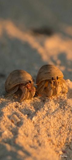 two crabs are sitting in the sand together