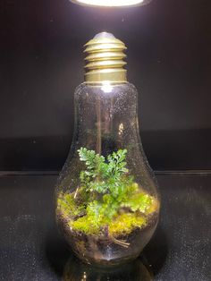 a light bulb filled with green plants and moss on top of a black countertop