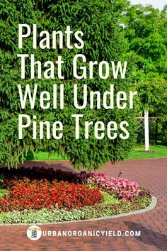 the words plants that grow well under pine trees in front of a circular flower bed